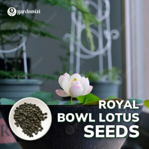 Lotus Seed Bonsai